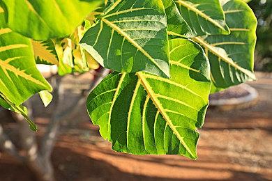 《Omelet You Cook》游戏预告片 用不同食材搭配做煎蛋